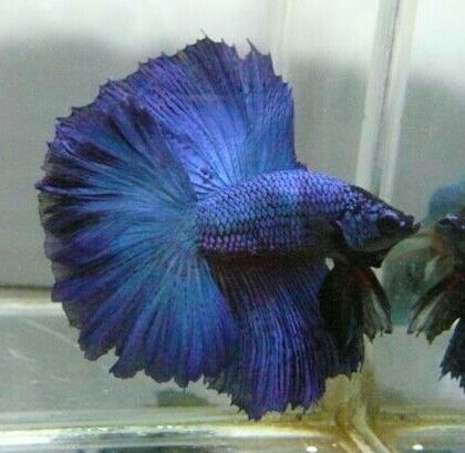 Rosetail Betta Assorted - Male