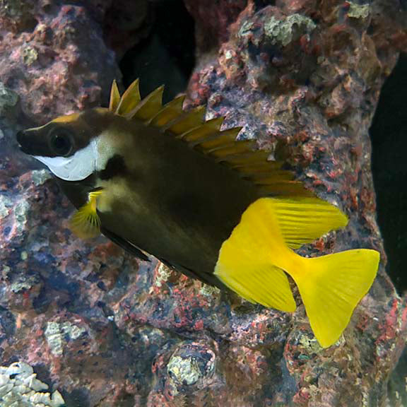 BICOLOR FOXFACE