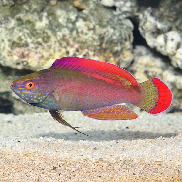 PINK MARGINED FAIRY WRASSE MALE