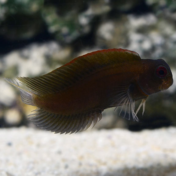 Black Sailfin (Fuscus) Blenny