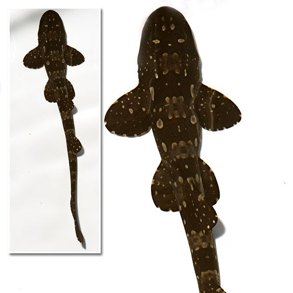 MARBLED BAMBOO CAT SHARK