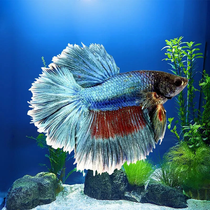 Rosetail Betta - Male