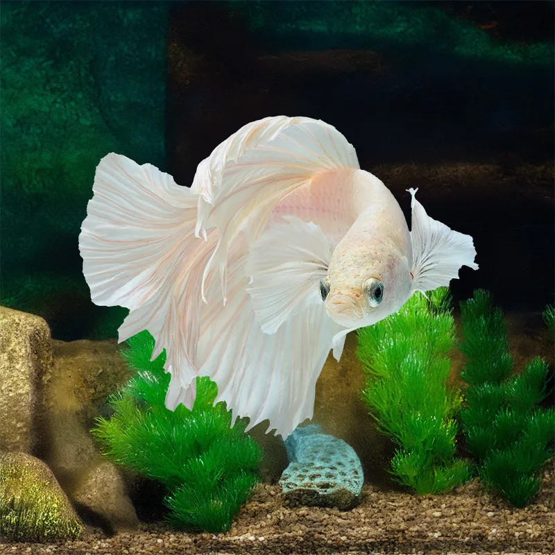 ELEPHANT EAR BETTA