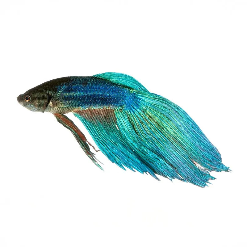 GREEN VEILTAIL BETTA