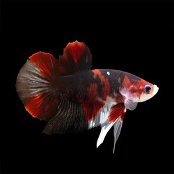 Halfmoon Asst. Plakat Betta - Male