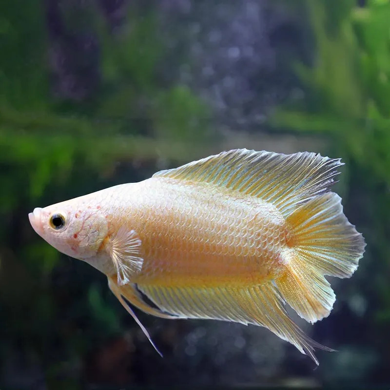 HALFMOON PLAKAT DOUBLE TAIL