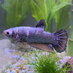 Halfmoon King Betta 2" plus