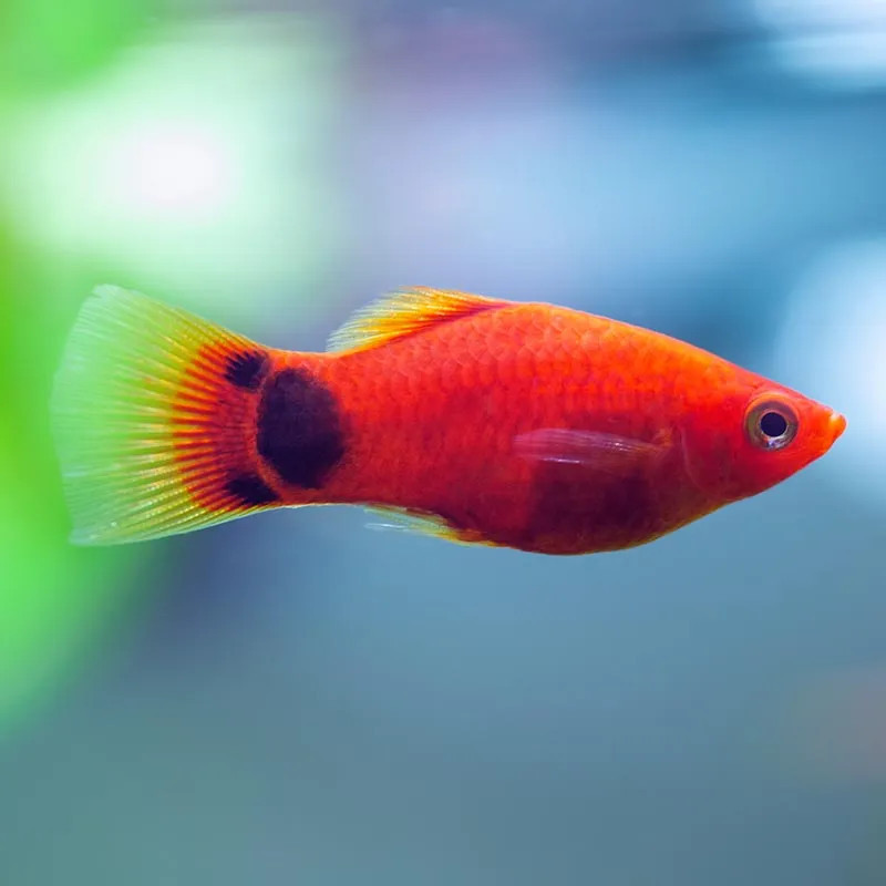 RED MICKEY MOUSE PLATY