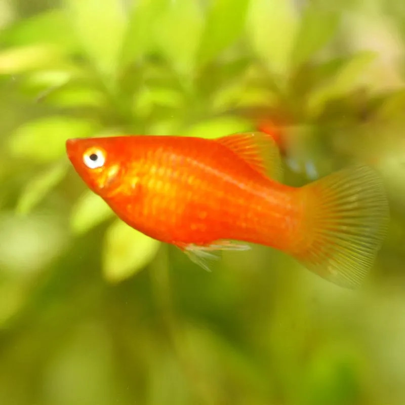 RED PLATY