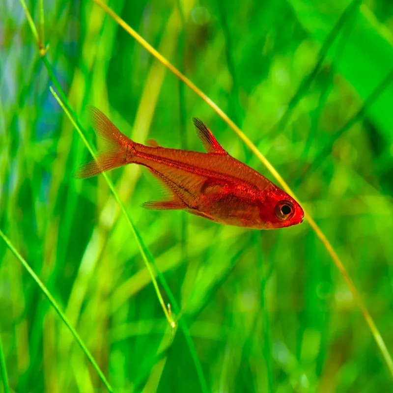 EMPEROR TETRA