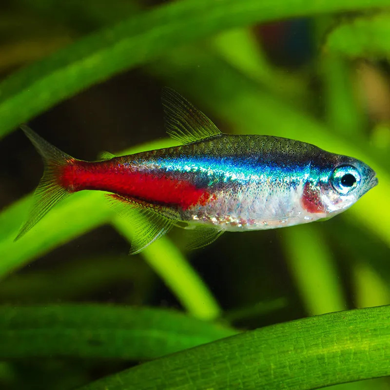 NEON TETRA