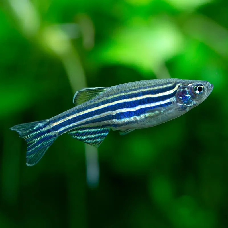 ZEBRA DANIO