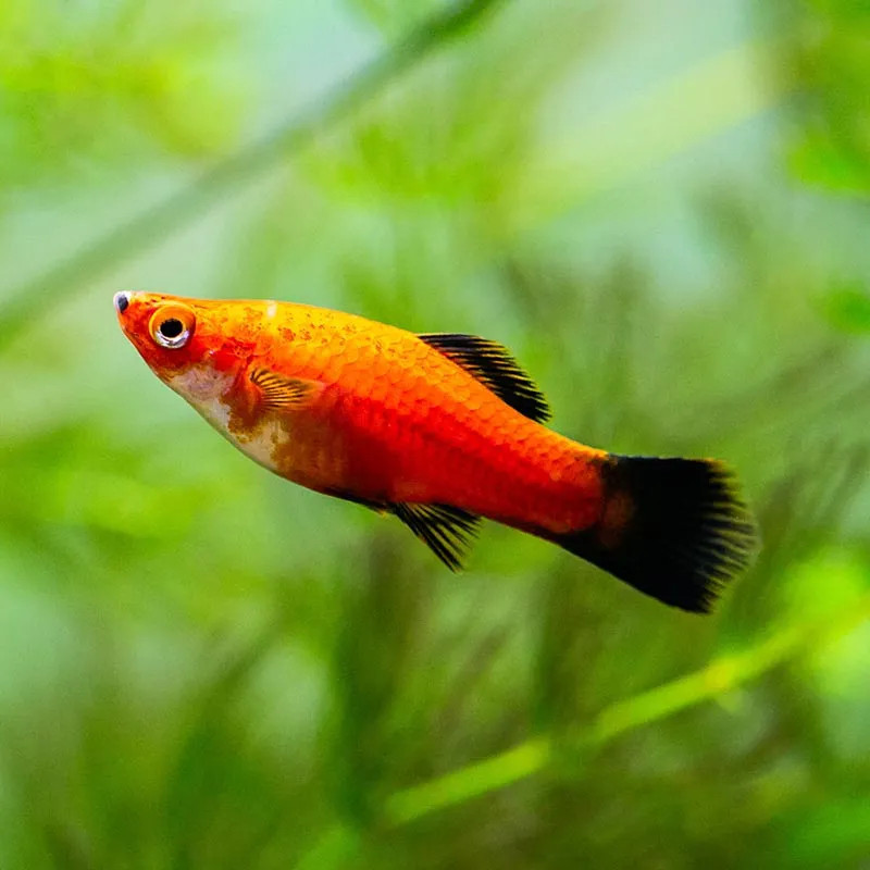 RED WAG PLATY-BLACK TAIL PLATY