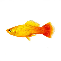 MARIGOLD VARIATUS PLATY-SUNSET PLATY