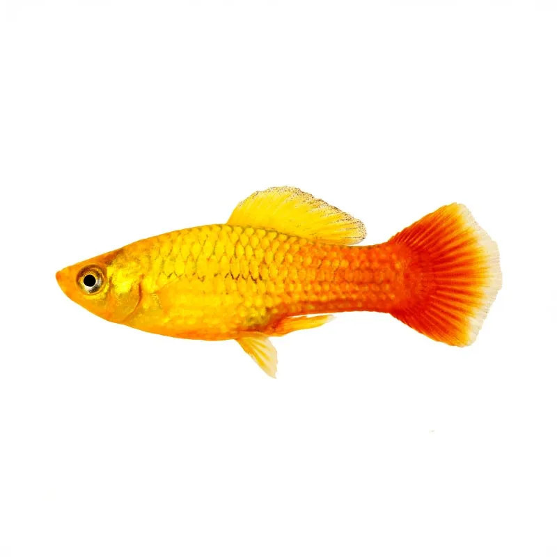 MARIGOLD VARIATUS PLATY-SUNSET PLATY