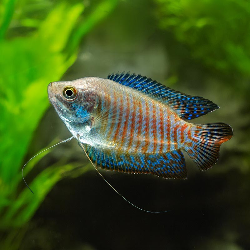 DWARF GOURAMI