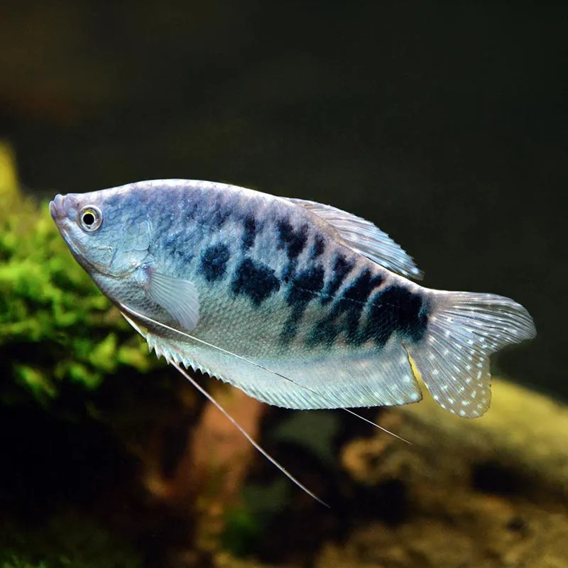 BLUE GOURAMI