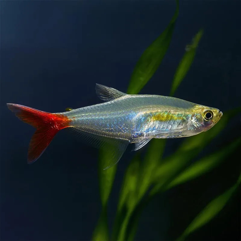 BLOODFIN TETRA-GLASS BLOODFIN TETRA