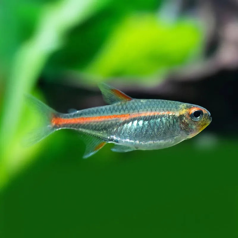 GLOW-LIGHT TETRA