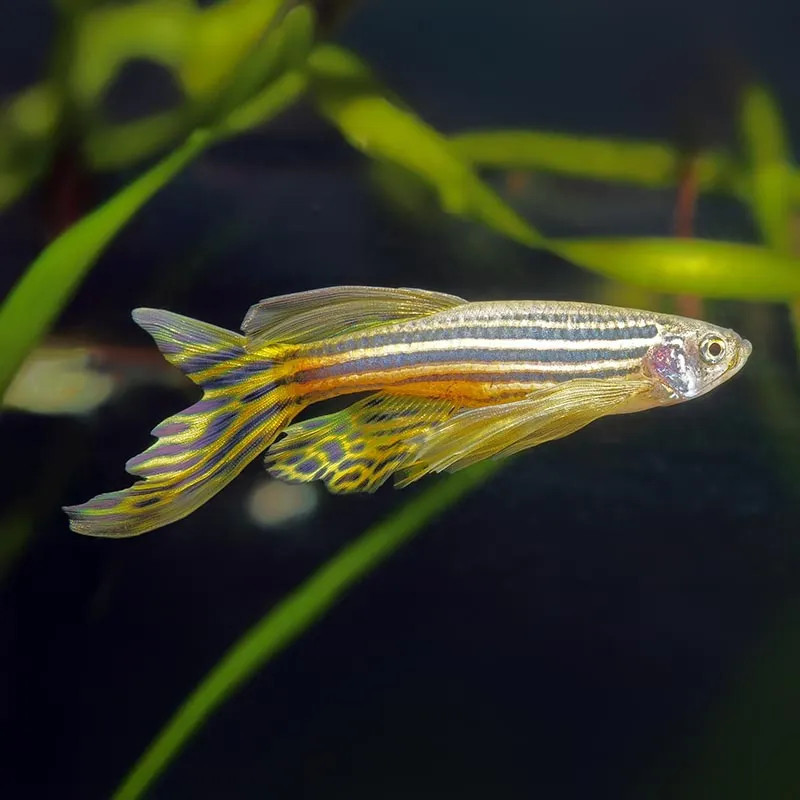 LONG-FINNED ZEBRA DANIO