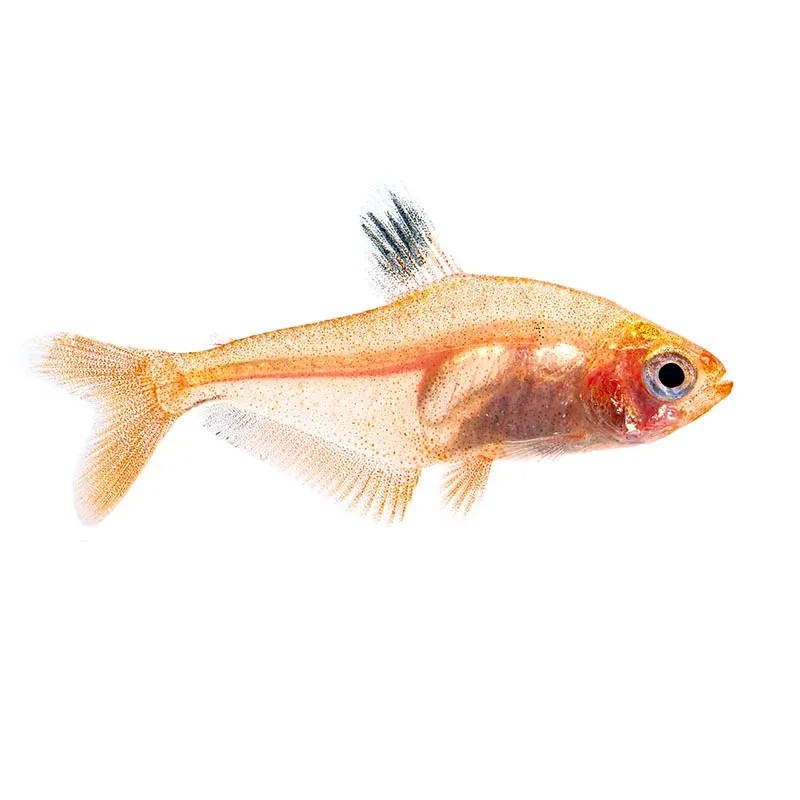 RED MINOR TETRA