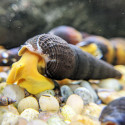 Yellow Rabbit Snail