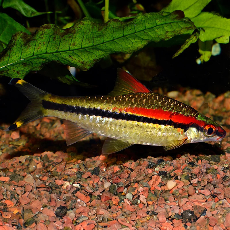 TORPEDO BARB