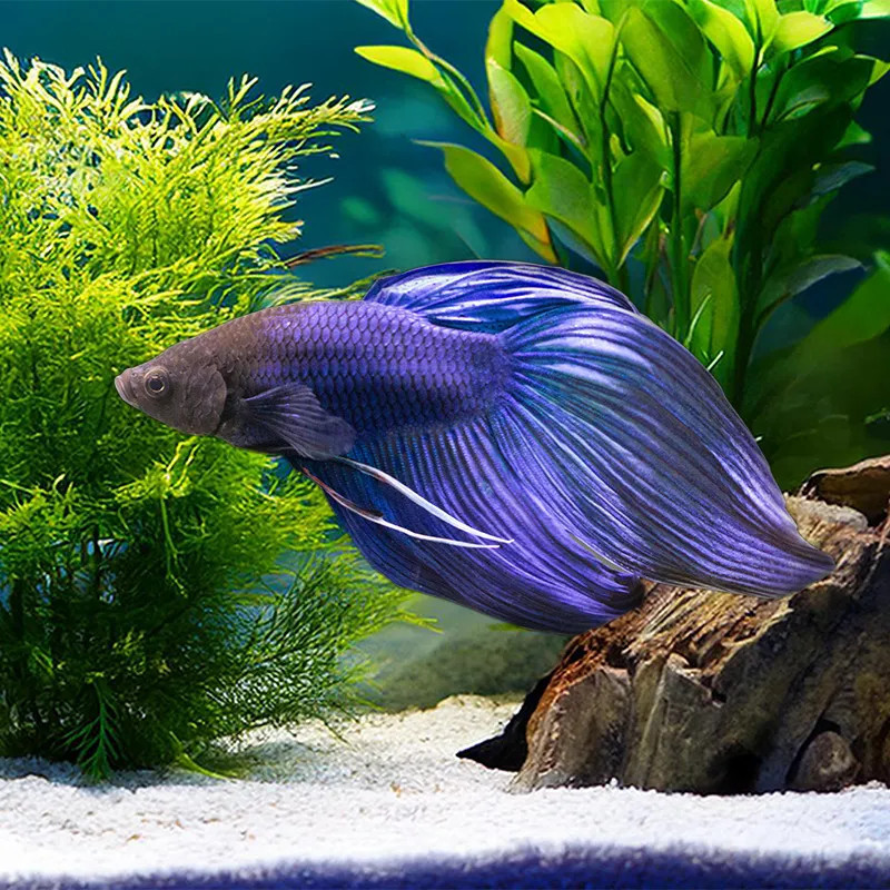 BLUE VEILTAIL BETTA