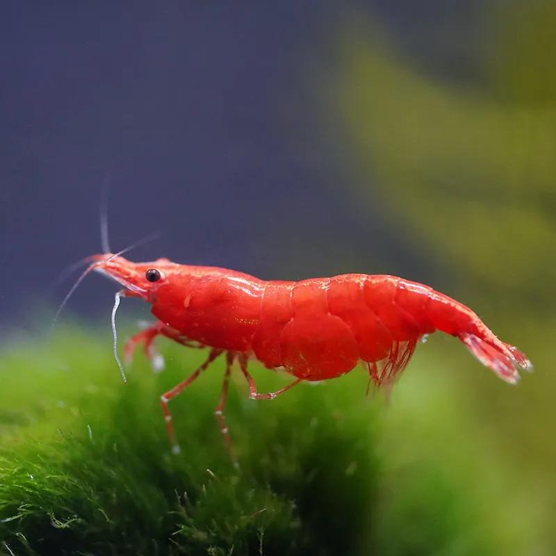 CHERRY SHRIMP