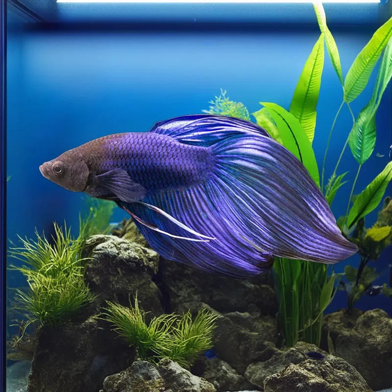 BETTA-VEILTAIL