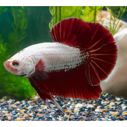 Dragonscale Betta - Male