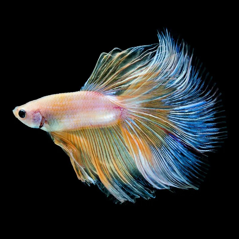 SUPER DELTA HALFMOON BETTA