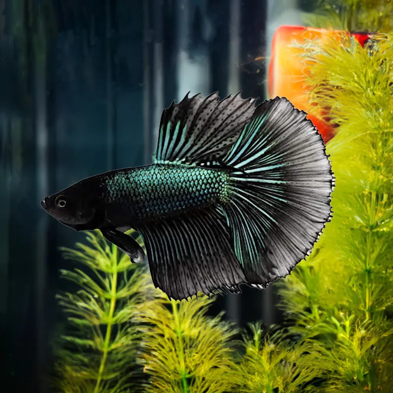 BETTA-BLACK ORCHID