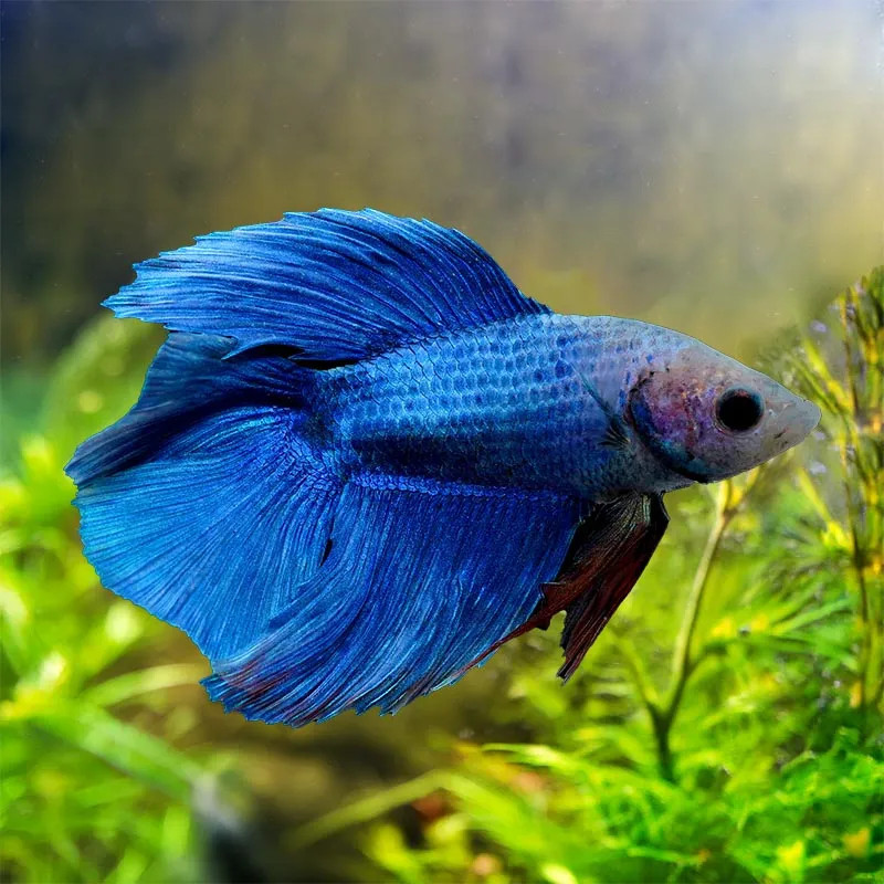 DOUBLE TAIL BETTA