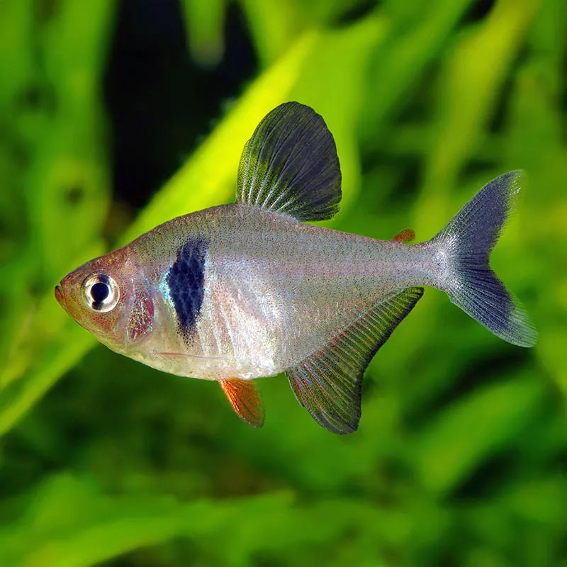 BLACK PHANTOM TETRA