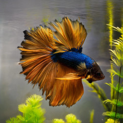 Blue Gas Mustard Paradise Betta