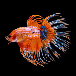 Orange Crowntail Betta - Male