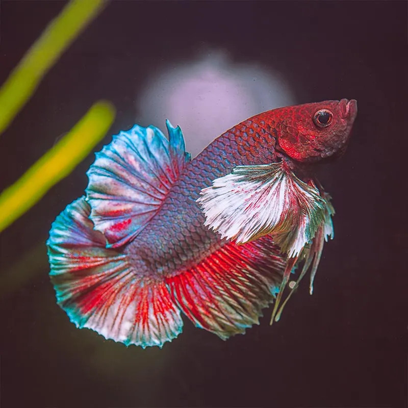 ELEPHANT EAR PLAKAT BETTA