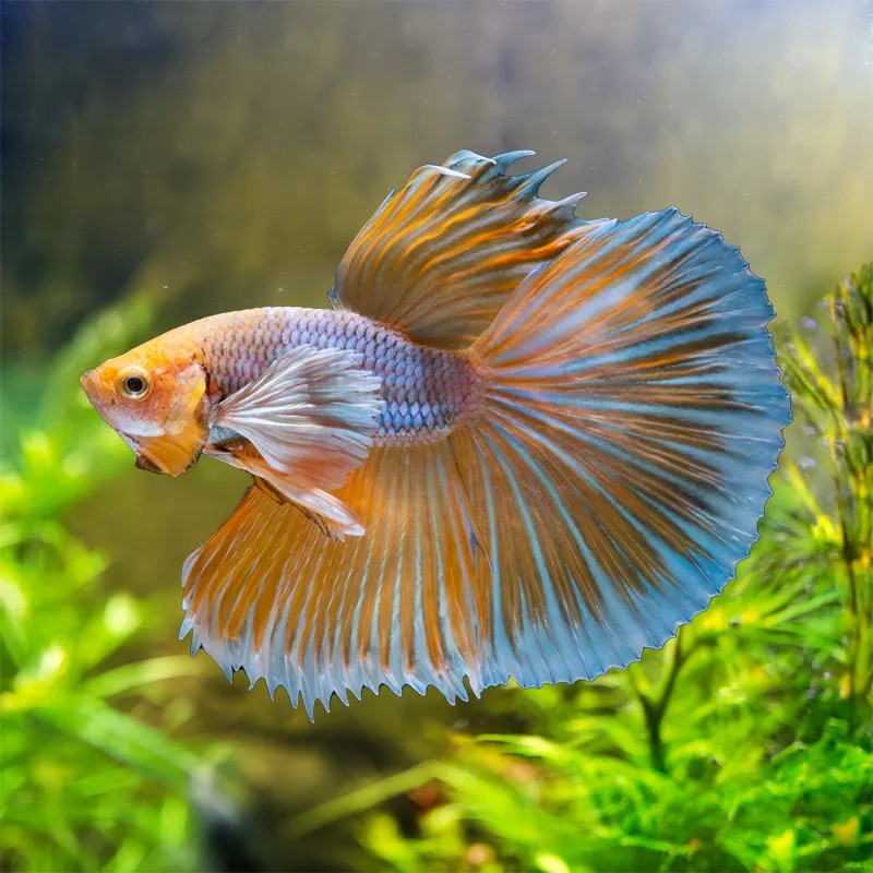 ELEPHANT EAR HALFMOON BETTA