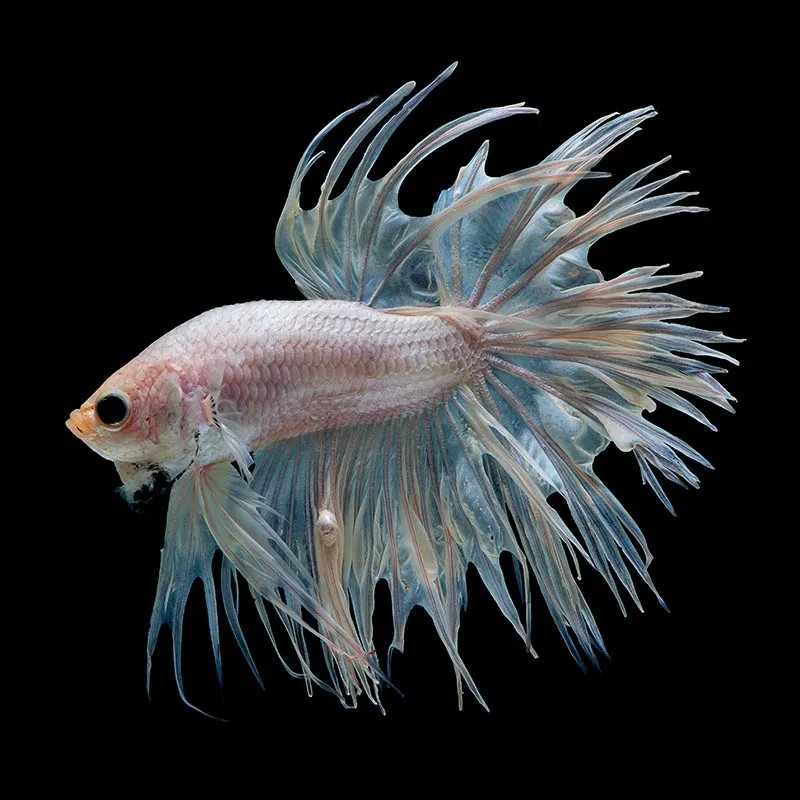 WHITE CROWNTAIL