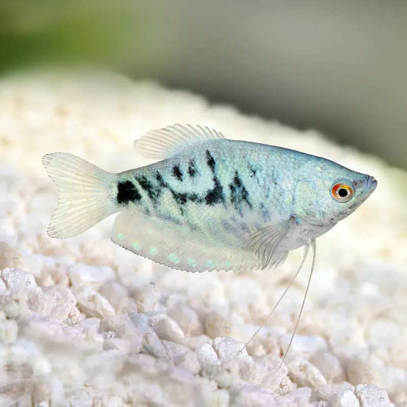 OPALINE GOURAMI