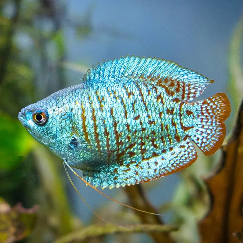 POWDER BLUE DWARF GOURAMI