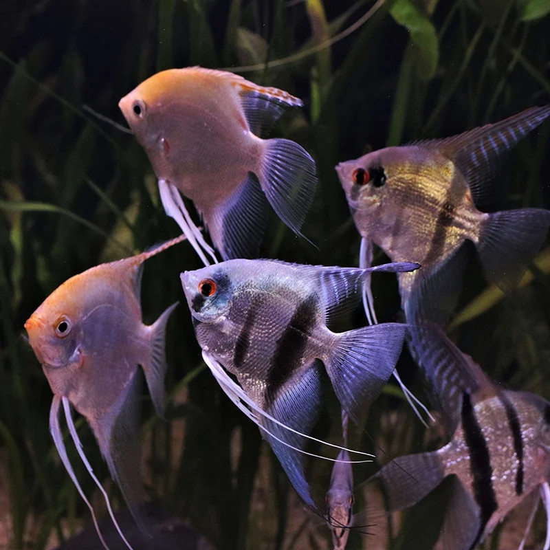 ASSORTED ANGELFISH  (MS)