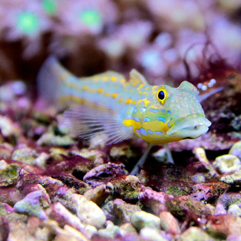 DIAMOND GOBY