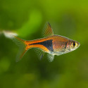Harlequin Rasbora
