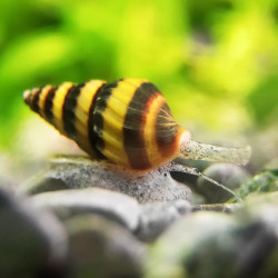 Asassin Snail