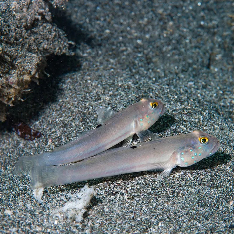 SLEEPER BLUE DOT GOBY