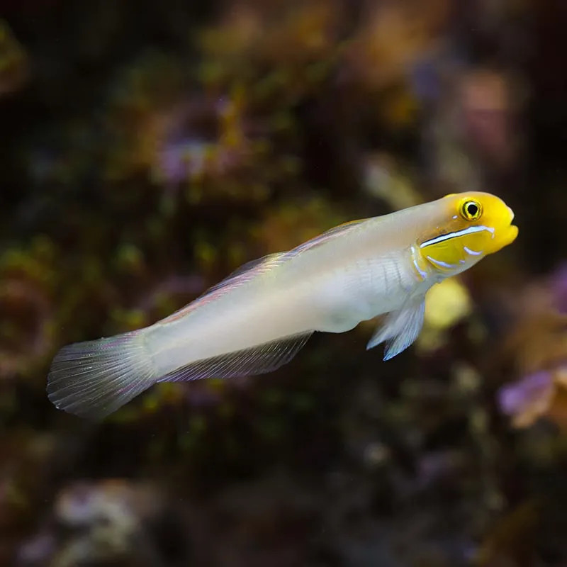 SLEEPER GOLD HEAD GOBY