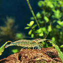 Japonica Amano Shrimp
