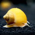 Gold Mystery Snail